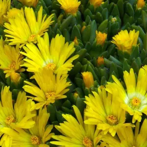 Ice Plant (hardy) 'Gold Nugget' - (Delosperma congestum)