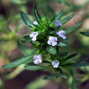 Savory 'summer' - (Satureja hortensis)