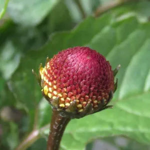 Toothache Plant - (Spilanthes oleracea)